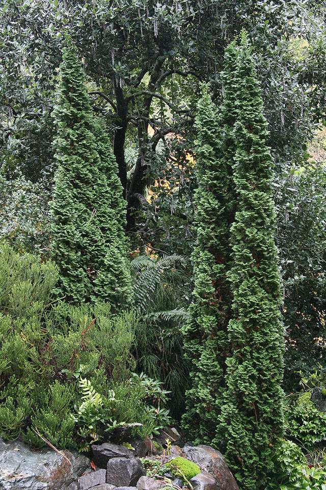 The “Degroot’s Spire” conifer, of intermediate size, is a popular choice for hedging and screening a yard. (Richie Steffen)