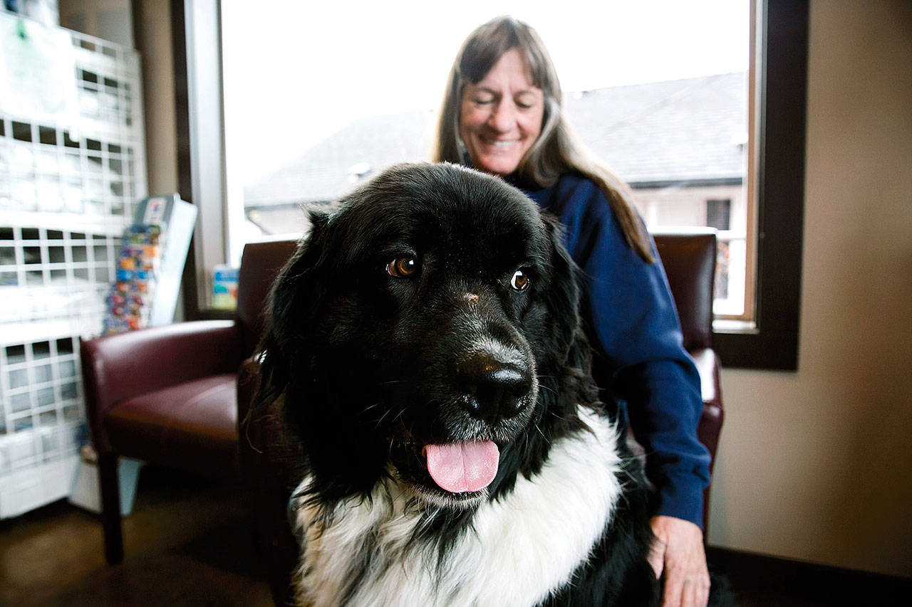 Tank, a Newfoundland, sits with his owner Jill Lienert at West Ridge Animal Hospital in Klamath Falls, Oregon, on Nov. 9. Tank is part of a canine stem cell trial study for arthritis at West Ridge Animal Hospital, one of only two veterinaries on the west coast that are part of the study. (Brittany Hosea-Small/The Herald and News via AP)