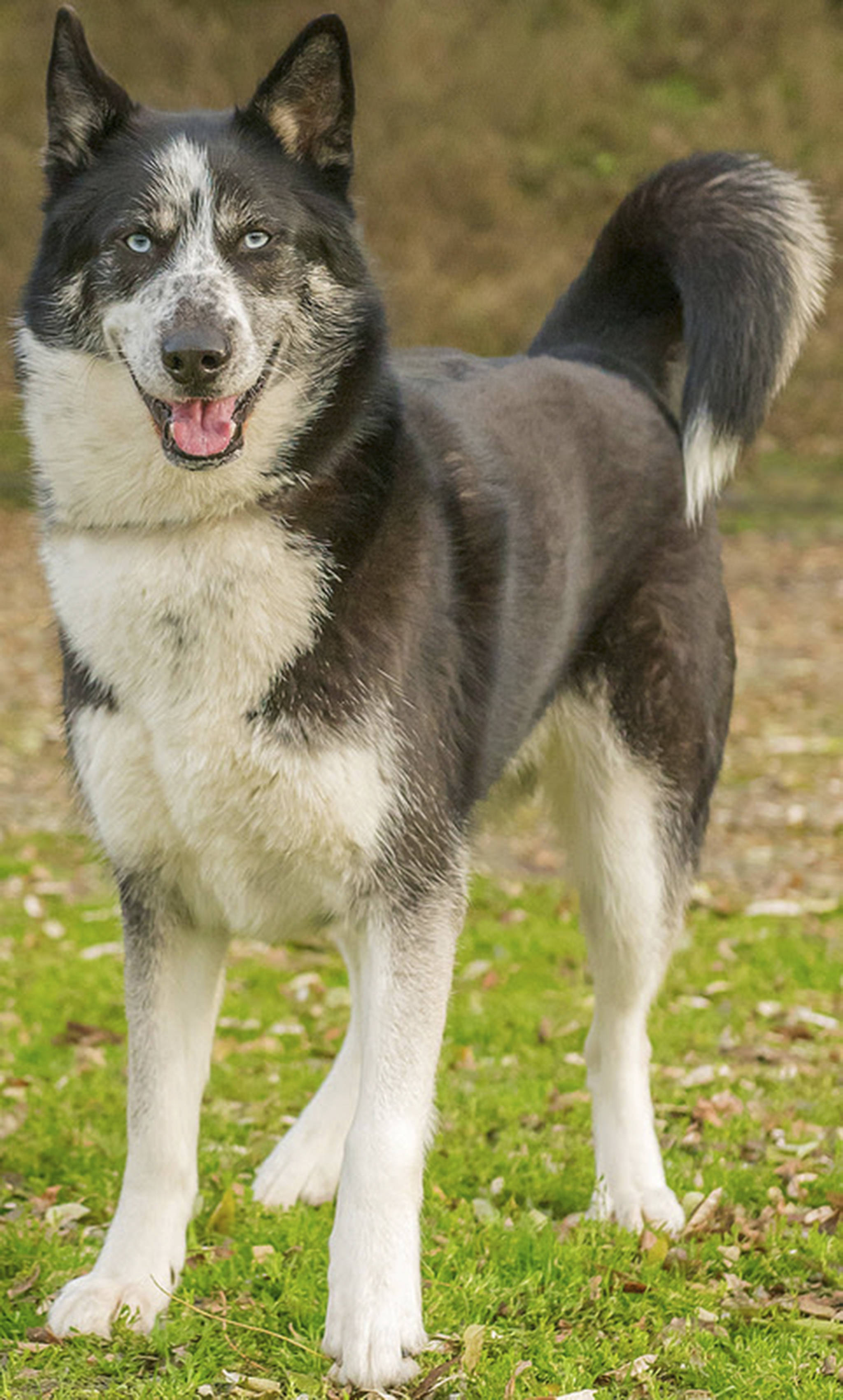 Bella is a beautiful strong dog looking for a new home. She has lived with other dogs but we are not sure how she did, so she will need a meet-and-greet with any resident canines. Bella is said to be house trained and loves going for walks. She will need a feline-free home. (Curt Story/Everett Animal Shelter)