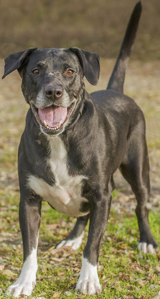 Lola is an active dog looking for a family to keep up with her. She will need to be the only pet in the home. Lola is house trained and loves going for walks. (Curt Story/Everett Animal Shelter)
