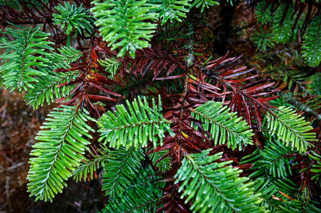 Tree branches are seen at Hemstrom Valley Tree Farm in Granite Falls. (Ian Terry / The Herald)
