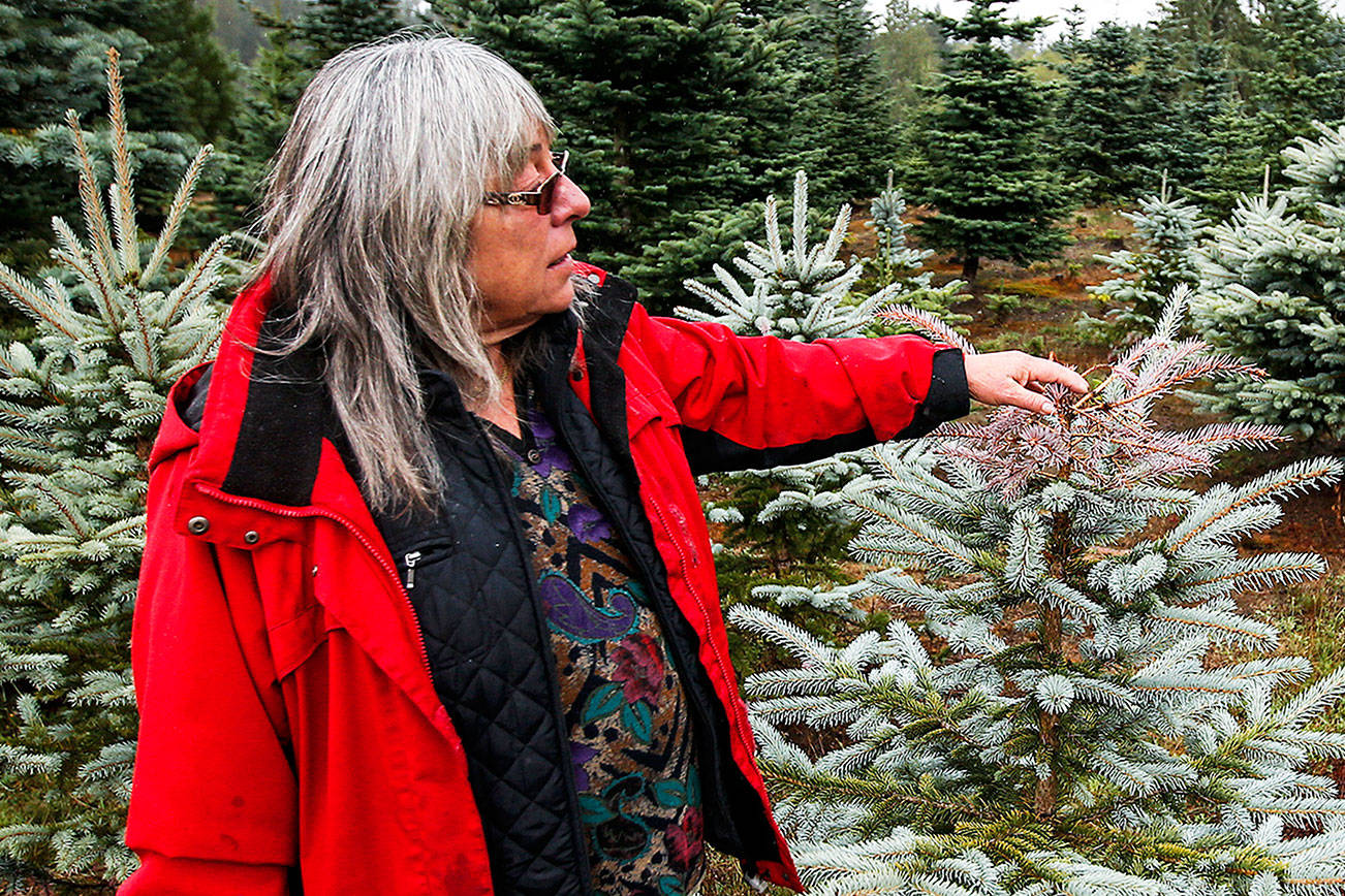 Granite Falls Christmas tree farmer in it for love, not money