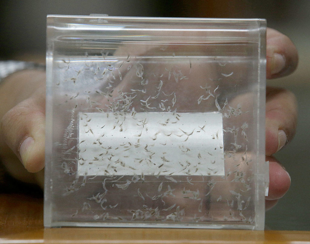 Preserved liver fluke parasites are seen at the Siriraj Hospital in Bangkok, Thailand, in 2016. (AP Photo/Sakchai Lalit)
