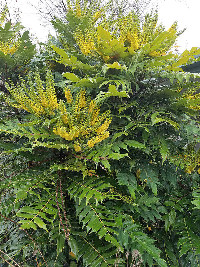 “Charity” was a chance seedling at Slieve Donard Nursery in Northern Ireland years ago, so we are the fortunate recipients of nature’s gift. (Sandra Schumacher)