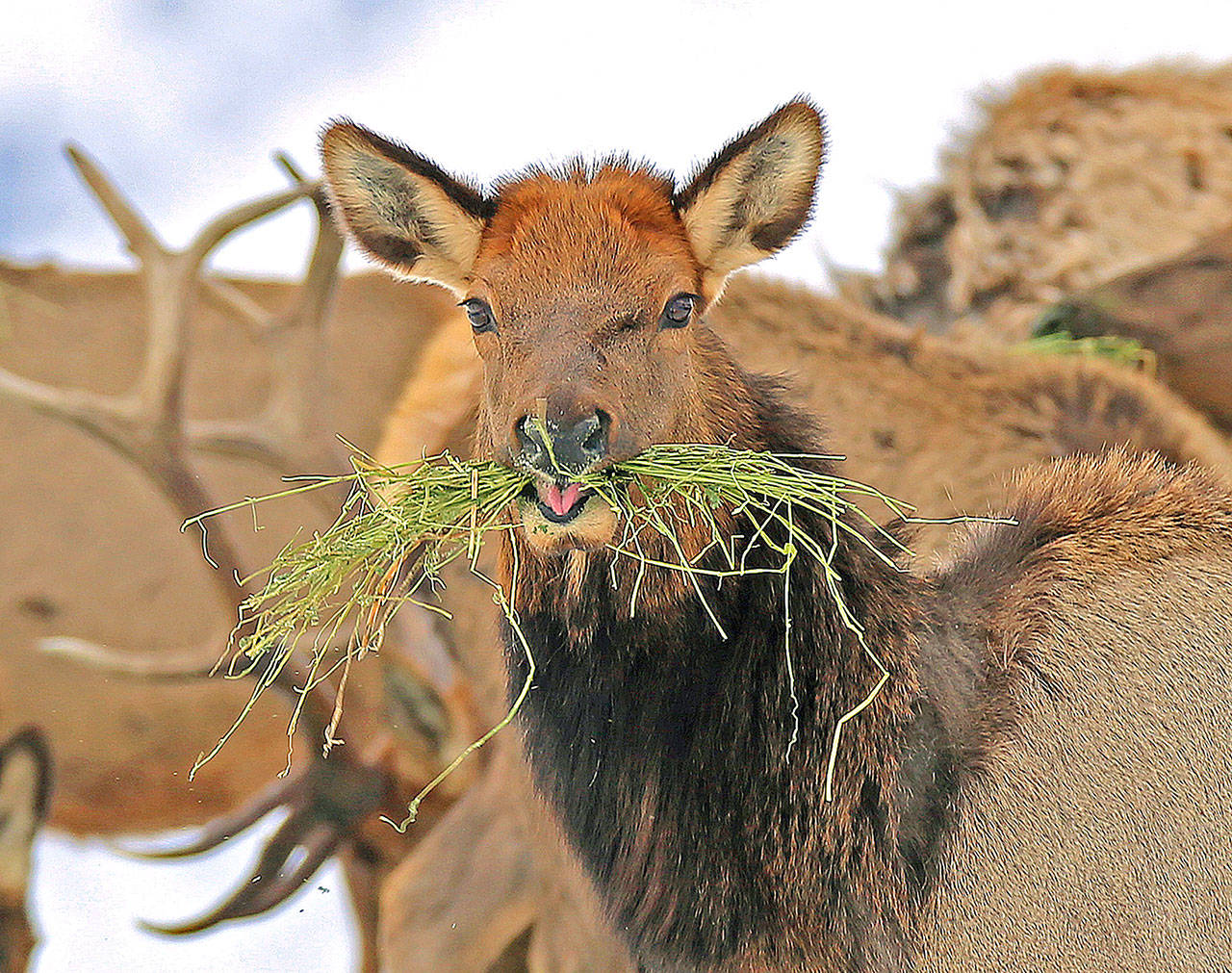 Elk feed at the Wenaha Wildlife Area near Troy, Oregon, last winter. (Keith Kohl/ Oregon Department of Fish and Wildlife via AP, File)