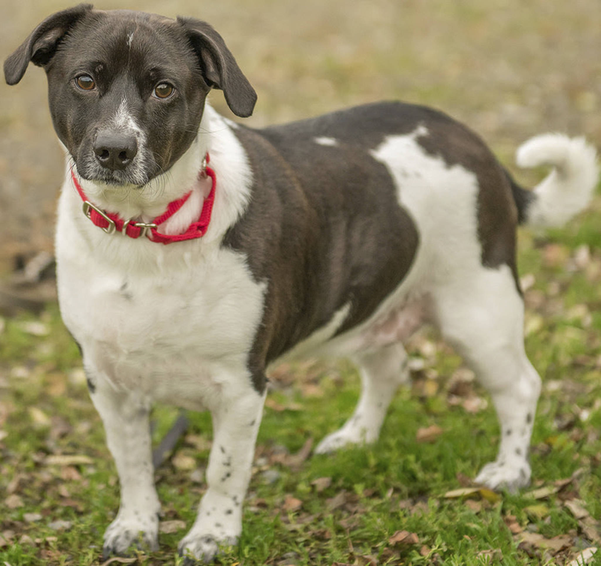 Barkley is a fun-loving pup! He is crate-trained and knows a few commands, such as “sit” and “down.” Barkley has been trained to ring a bell when he needs to go outside to potty. Any children in the home should be over 6 years old and be able to respect his space. (Curt Story/Everett Animal Shelter)