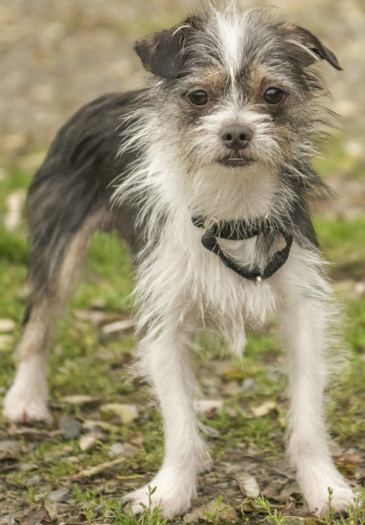 Mallard is a shy young terrier looking for a calm, predictable adult home. He came in with another dog and did well. He should be OK with cats after proper introductions. Mallard and his brother got in to a bit of trouble regarding some chickens so he will need secure confinement when left alone. (Curt Story/Everett Animal Shelter)
