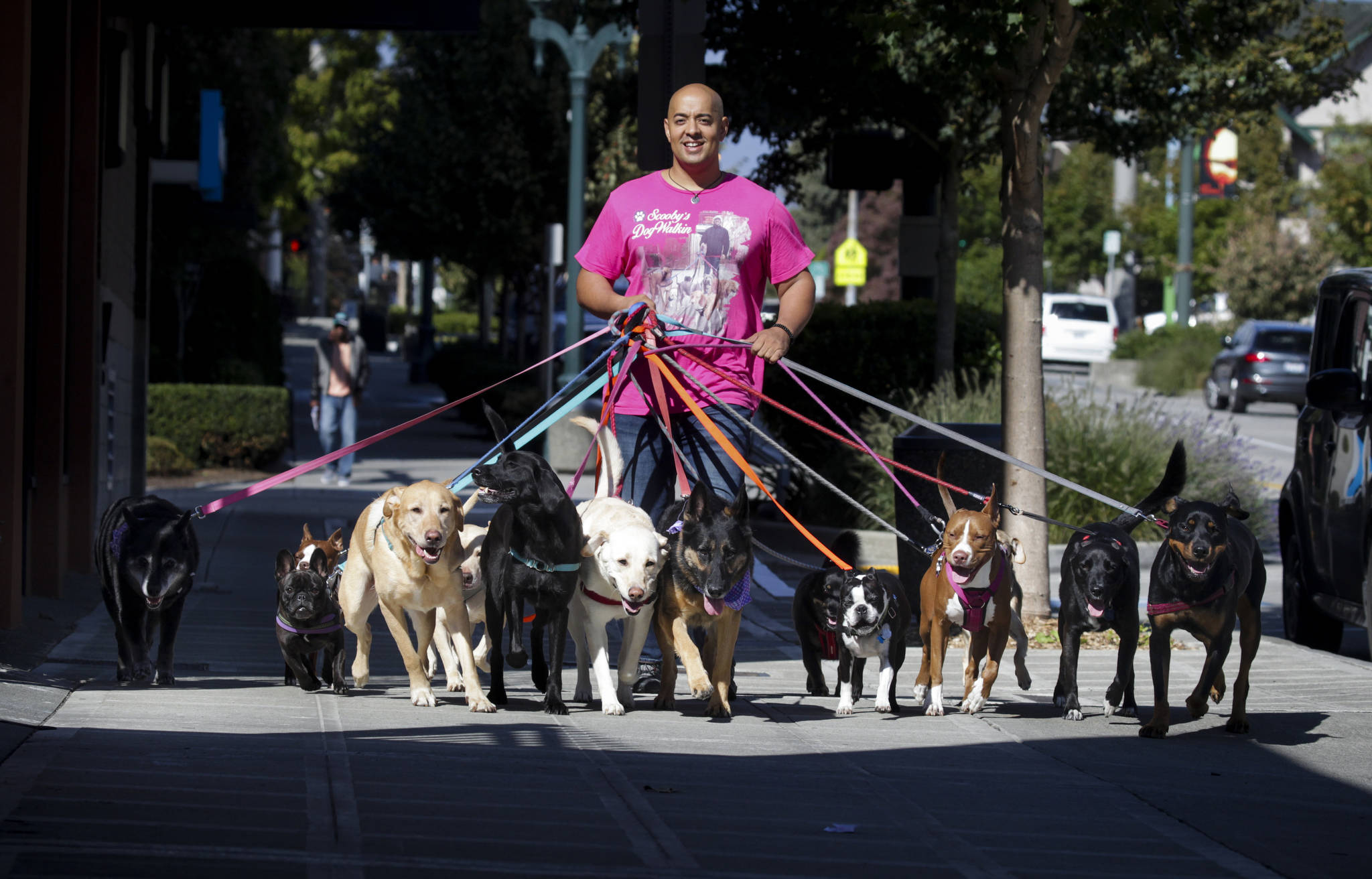 Professional dog walker Michael Silva, owner of Scooby’s Dogwalkin, walks a dozen dogs in downtown Everett. (Ian Terry / The Herald)