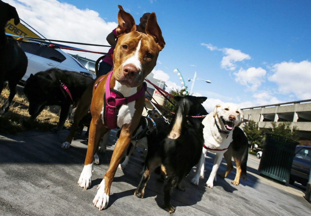 Dogs out for a walk with Michael Silva, owner of Scooby’s Dogwalkin’, are seen in Everett. (Ian Terry / The Herald)
