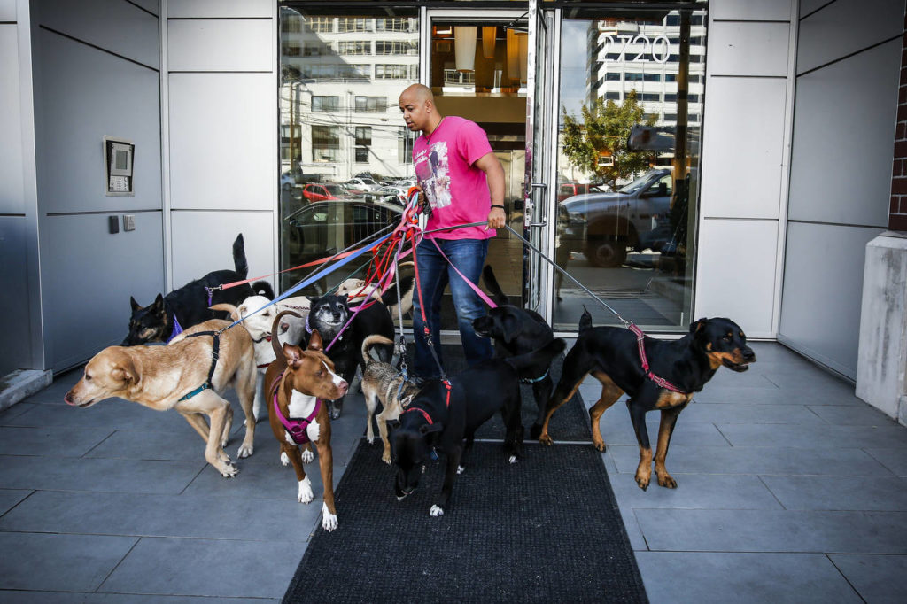Michael Silva negotiates the front door of his apartment building with a dozen dogs. (Ian Terry / The Herald)
