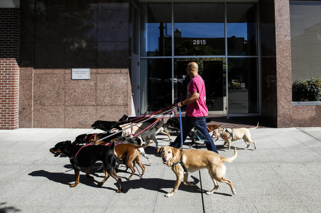 Professional dogwalker Michael Silva, owner of Scooby’s Dogwalkin, walks dogs in downtown Everett. (Ian Terry / The Herald)
