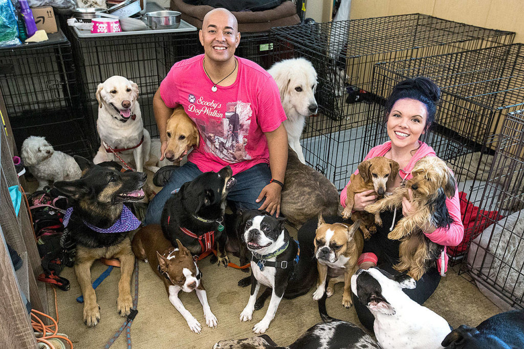 Scooby’s Dogwalkin owner Michael Silva and manager Alexis Prudnick share their apartment space with dogs the couple helps to board as well as walk during the day. (Ian Terry / The Herald)
