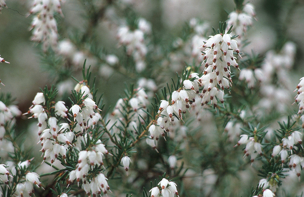 Great Plant Pick: Erica x darleyensis ‘Silberschmelze,’ darley heath