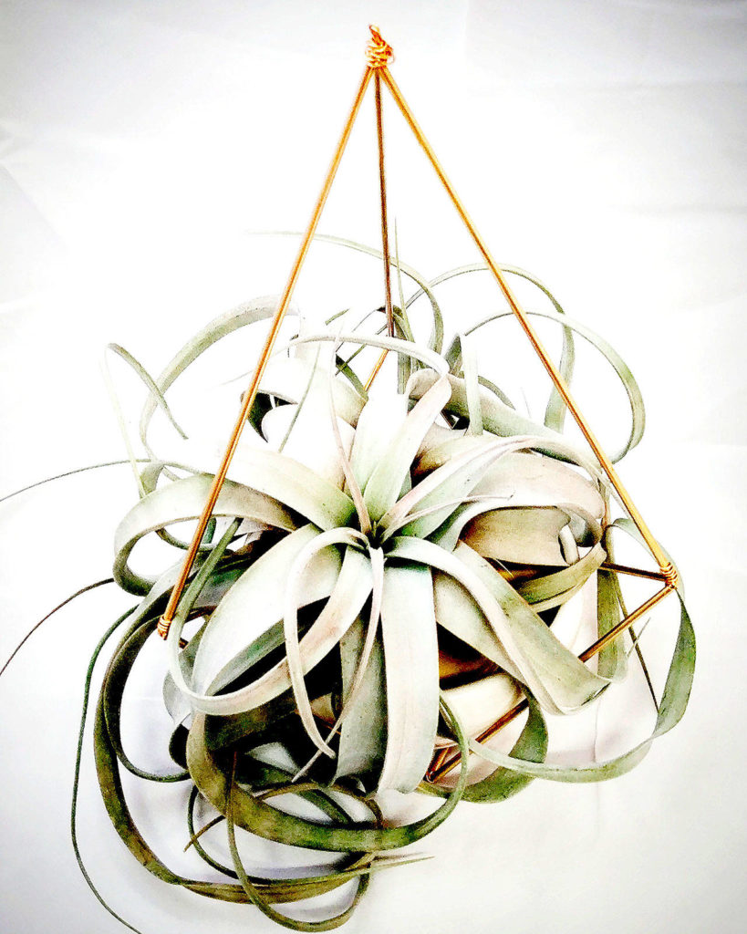 Vertical Gardens Northwest photo Xerographica sits in a pendant container made by Kristen Boswell Keenan of Vertical Gardens Northwest.
