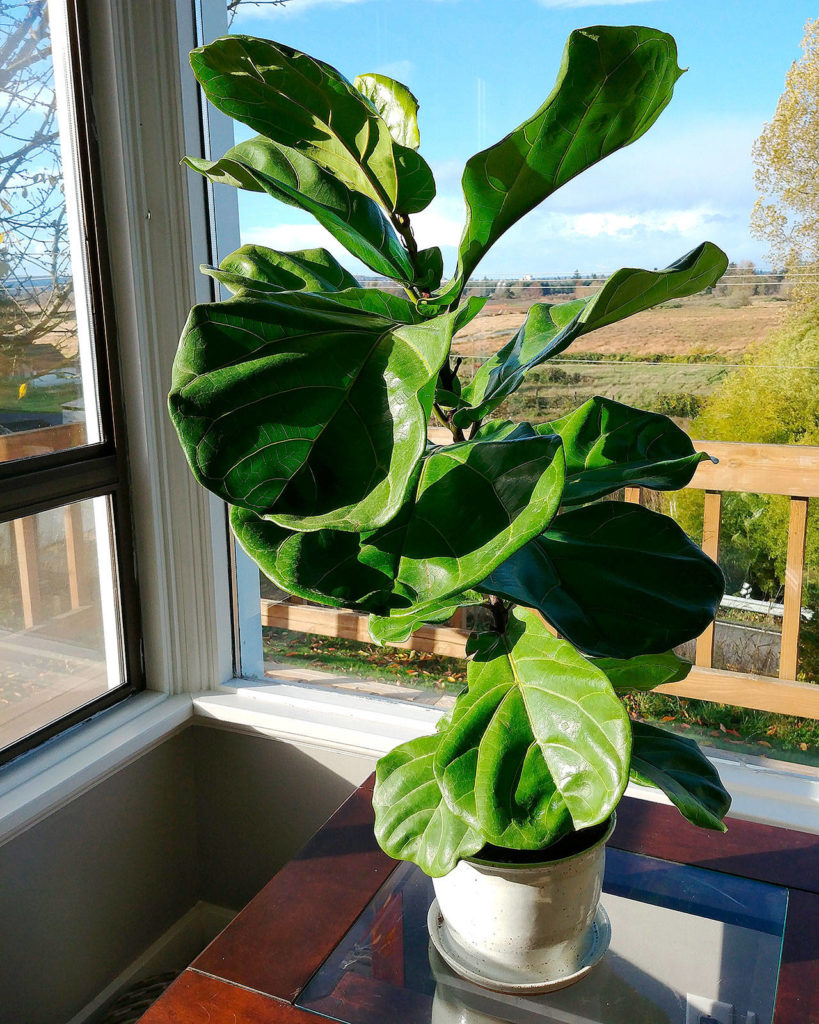 One of the most popular houseplants currently is the fiddle-leaf fig. The plant needs bright light and room to grow. (Vertical Gardens Northwest photo)
One of the most popular houseplants currently is the fiddle-leaf fig. The plant needs bright light and room to grow. Vertical Gardens Northwest photo
