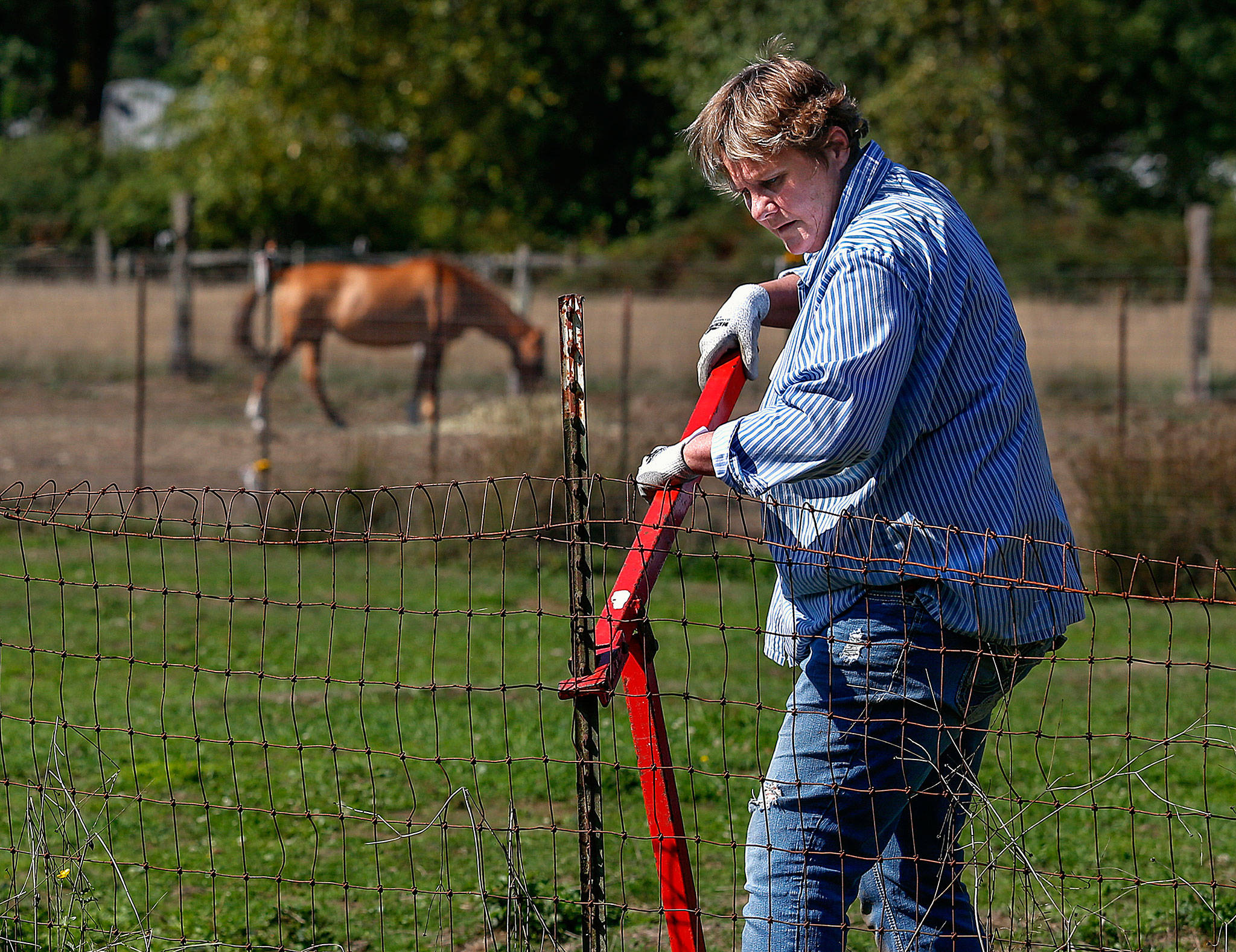 Ann Phelps, a United Way Day of Caring volunteer in 2015, repairs fences at the All Breed Equine Rez-Q. The land, located along 116th St. NE in Marysville, has been a haven for abused and unwanted horses, but the lease is not being renewed. (Dan Bates / The Herald)