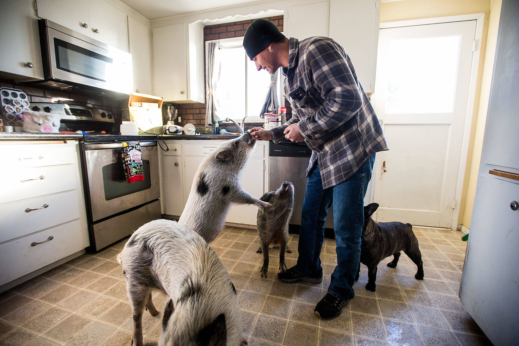 Brett Banks at his Everett home with pigs, Dottie, Norman and Hamlin (Andy Bronson / The Herald)