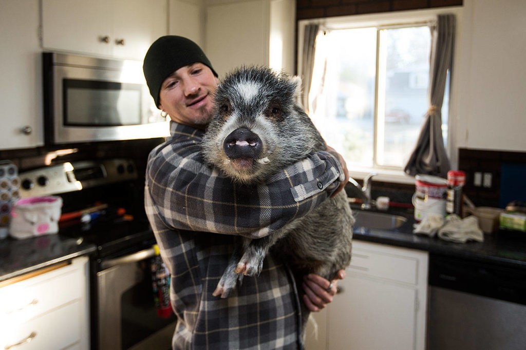 Brett Banks picks up Norman, one of three pigs he owns at home in Everett. Banks says Norman, who is not a boar as one person reported, is the friendliest and will walk up to people with a wag in his tail. (Andy Bronson / The Herald)
