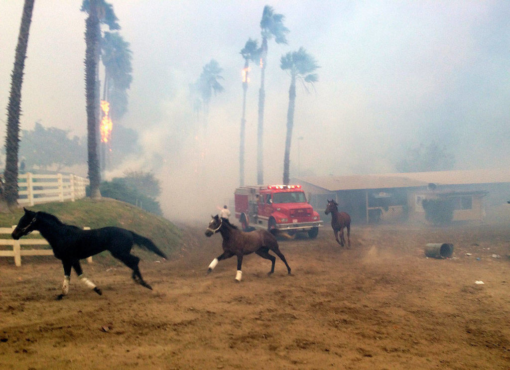 Terrified horses gallop from San Luis Rey Downs as fire sweeps through the horse-training facility on Thursday in San Diego. (Paul Sisson/The San Diego Union-Tribune via AP) 
