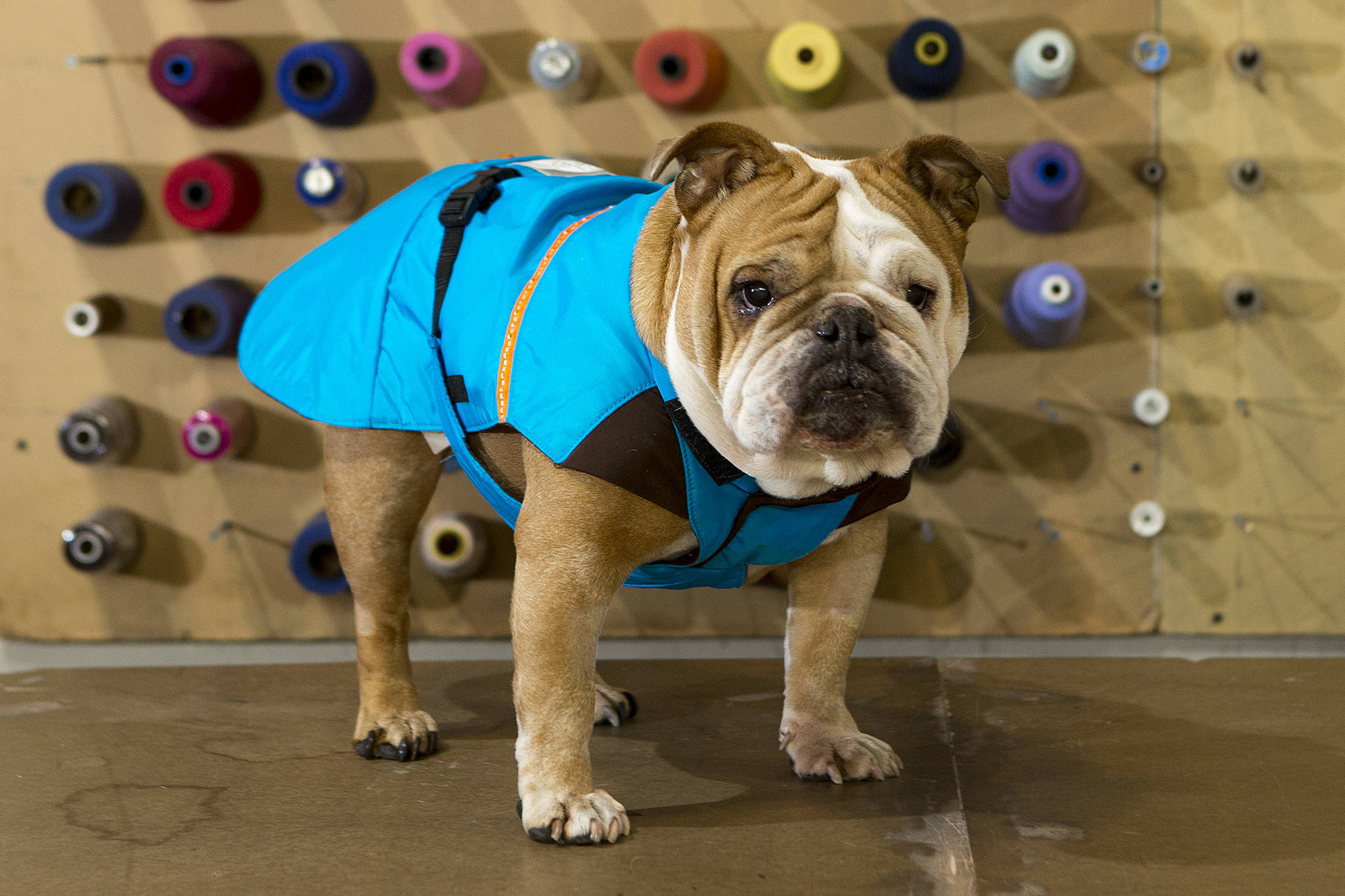 Teddy, an English bulldog, models Zentek Clothing’s heat regulating dog jacket. (Ian Terry / The Herald)