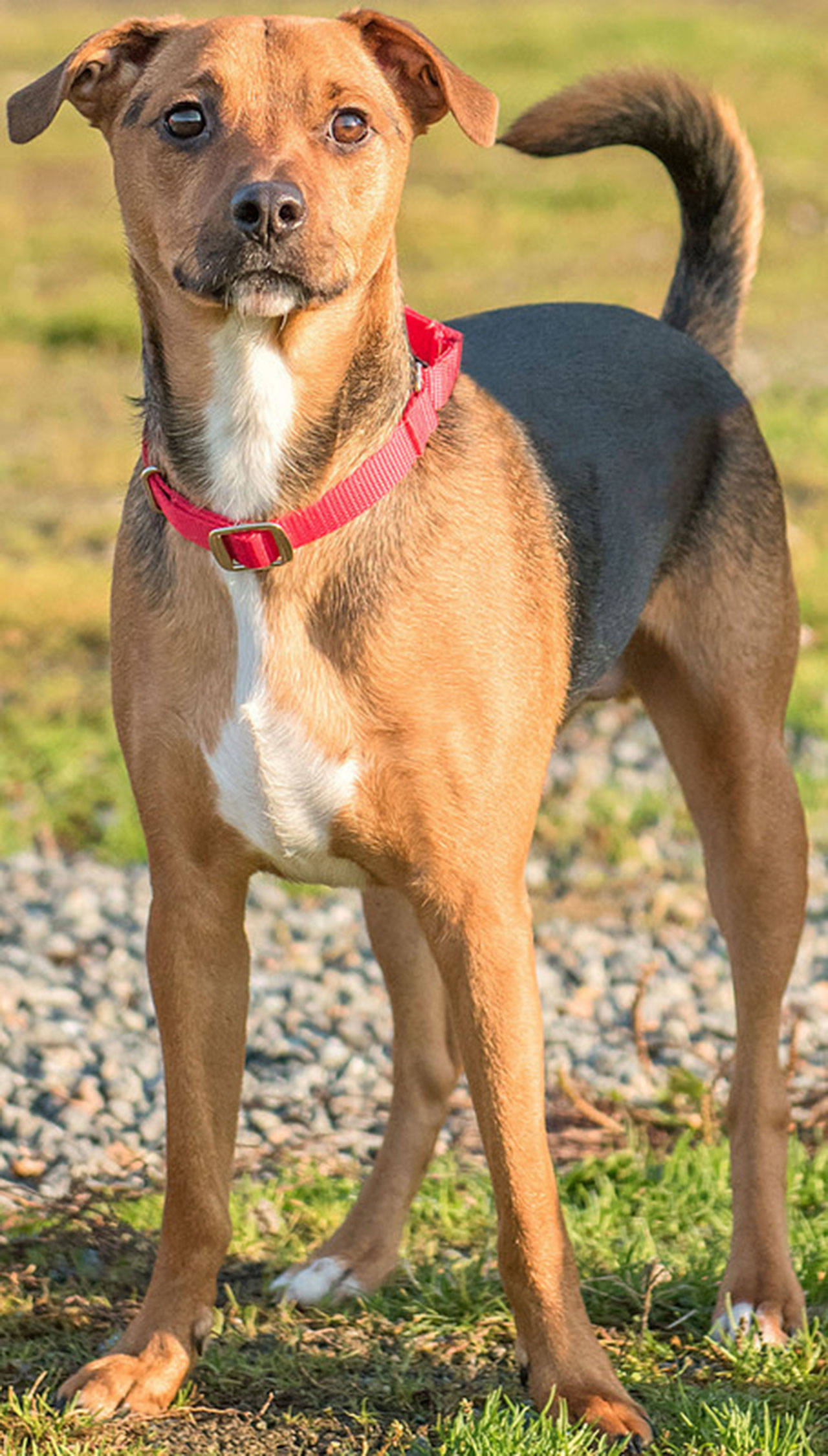 Charlie Brown is an adorable dude looking for an active forever home! This guy loves to go for walks and play with squeaky toys. Any children in the home should be over 10 years old and be able to respect his space. He would like to meet any resident canines prior to adoption. Charlie Brown will need a feline-free home. (Curt Story/Everett Animal Shelter)