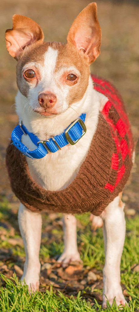 Ivy is a young senior looking for her retirement home. She does great with visiting children and should be OK with cats after proper introductions. Ivy lived with other dogs but prefers to not share her home with them. This little sweetie loves wearing sweaters and cuddling with people. (Curt Story/Everett Animal Shelter)
