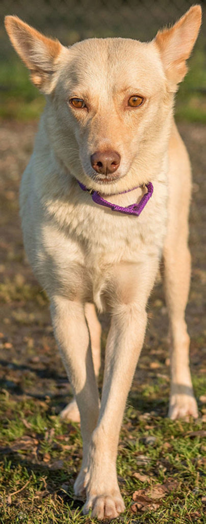 Izze is a fun, active gal looking for a forever home. She will need a meet-and-greet with any resident dogs. Children in the home should be over 10 years old. We do not know how she will do with cats but she may chase them. This girl loves her walks and snuggles! (Curt Story/Everett Animal Shelter)
