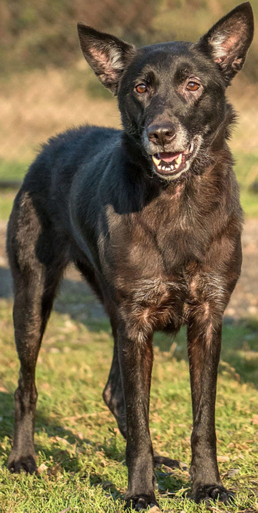 Lorraine came to the shelter with some skin issues due to fleas. She is healing up nicely and is ready for her new home. She is an active but shy dog. She will need some confidence building and time to adjust. Lorraine does OK with other dogs but will need a feline-free home. Due to her shy nature, any children in the home should be over the age of 12. (Curt Story/Everett Animal Shelter)
