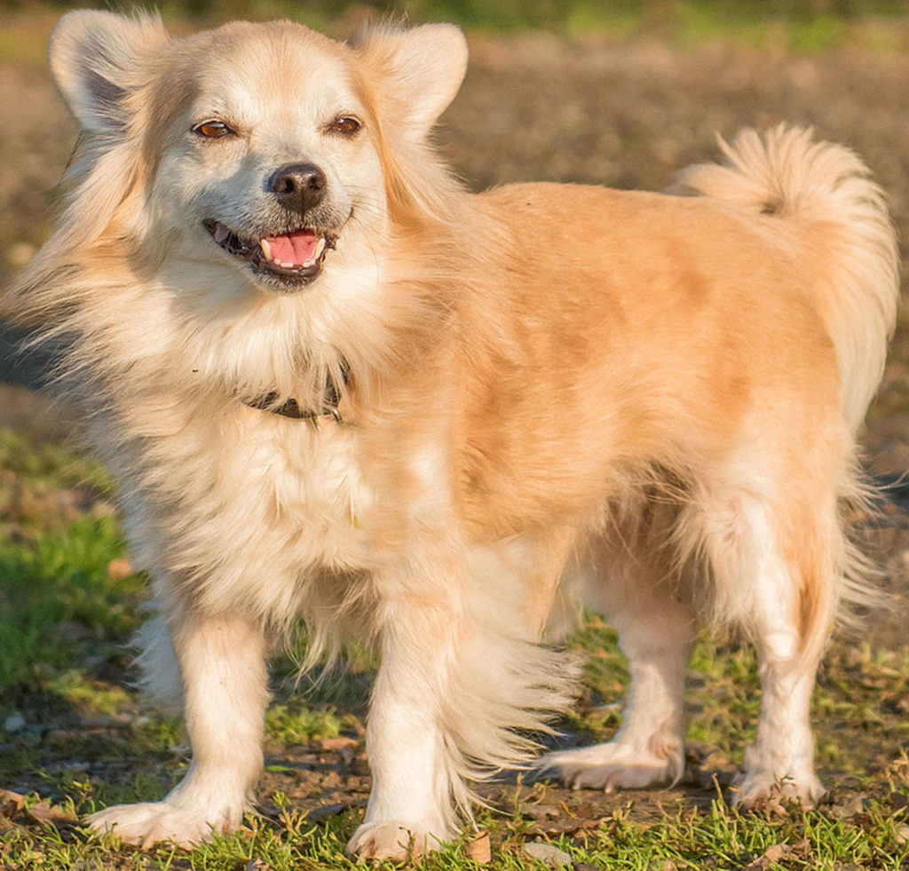 Patrick is an adorable little guy! He can be wary of strangers but once he gets to know you he loves to cuddle and go for walks. Any children in the home should be over 12 years old and be able to give Patrick his space. He will need a meet-and-greet with any resident canines. (Curt Story/Everett Animal Shelter)
