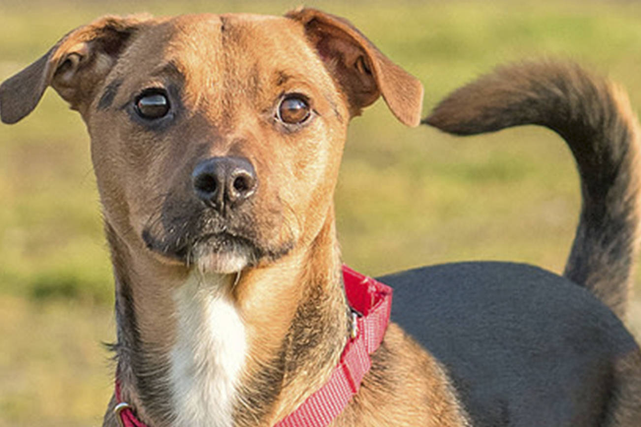 These eight dogs are waiting for loving homes