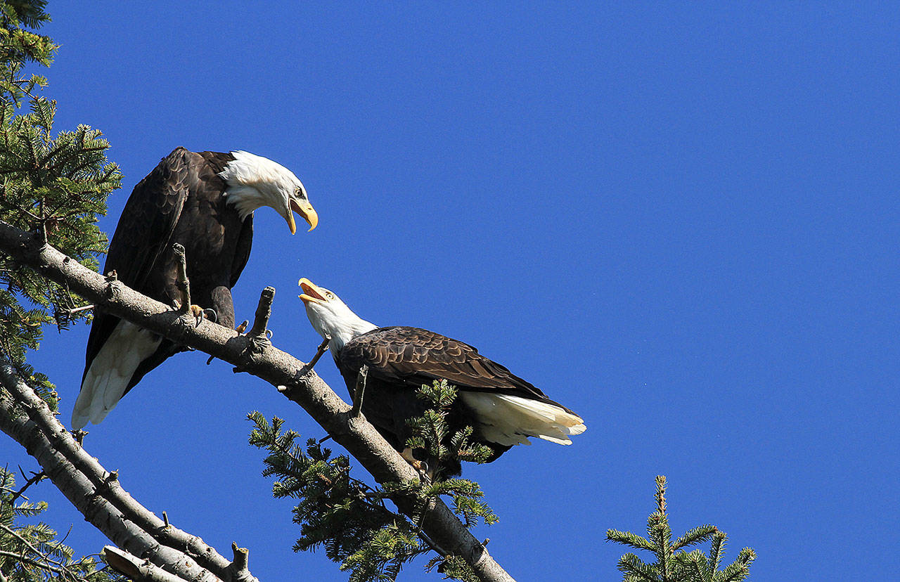 Though the author and his kids didn’t see any bald eagles during their visit to Skagit County, that doesn’t mean they’re not there. Eagles make their return to the Skagit River Valley each winter. (Mike Benbow)