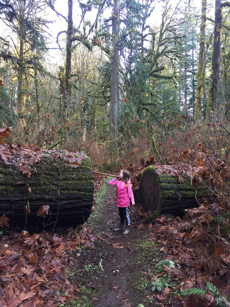 The author’s daughter Grace, 7, inspects a giant fallen cedar tree during guided hike through Rockport State Park in Skagit County. (Aaron Swaney)
