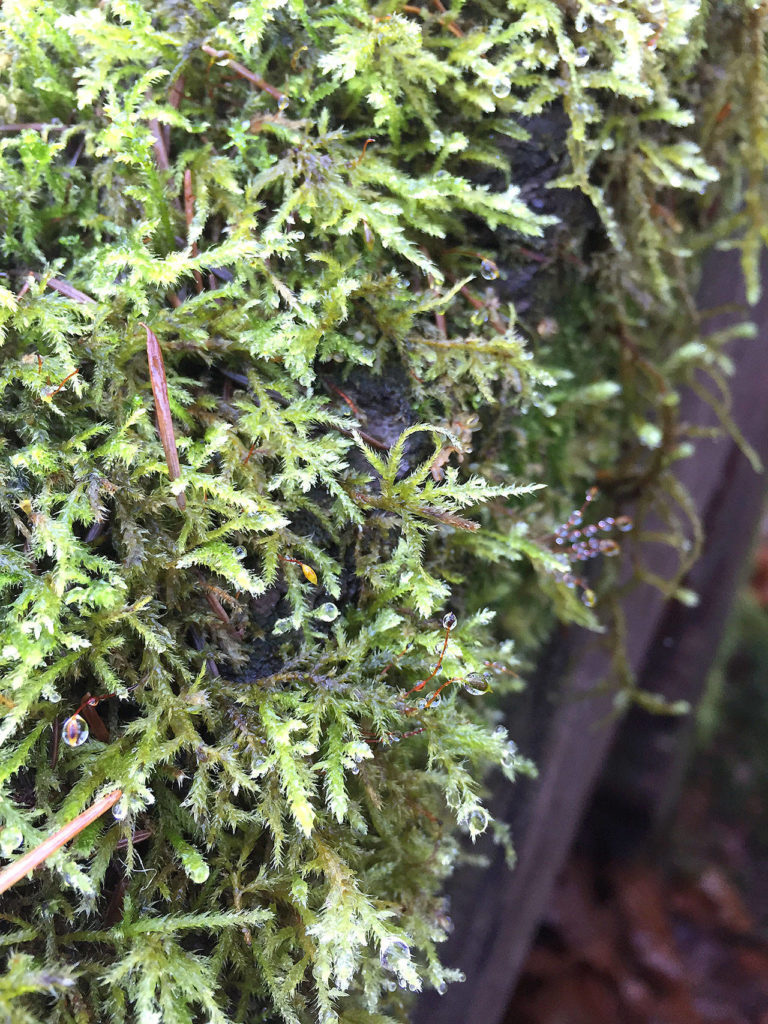 Water droplets dot a patch of moss on a tree along the Sauk Springs Trail in Rockport State Park. (Aaron Swaney)
