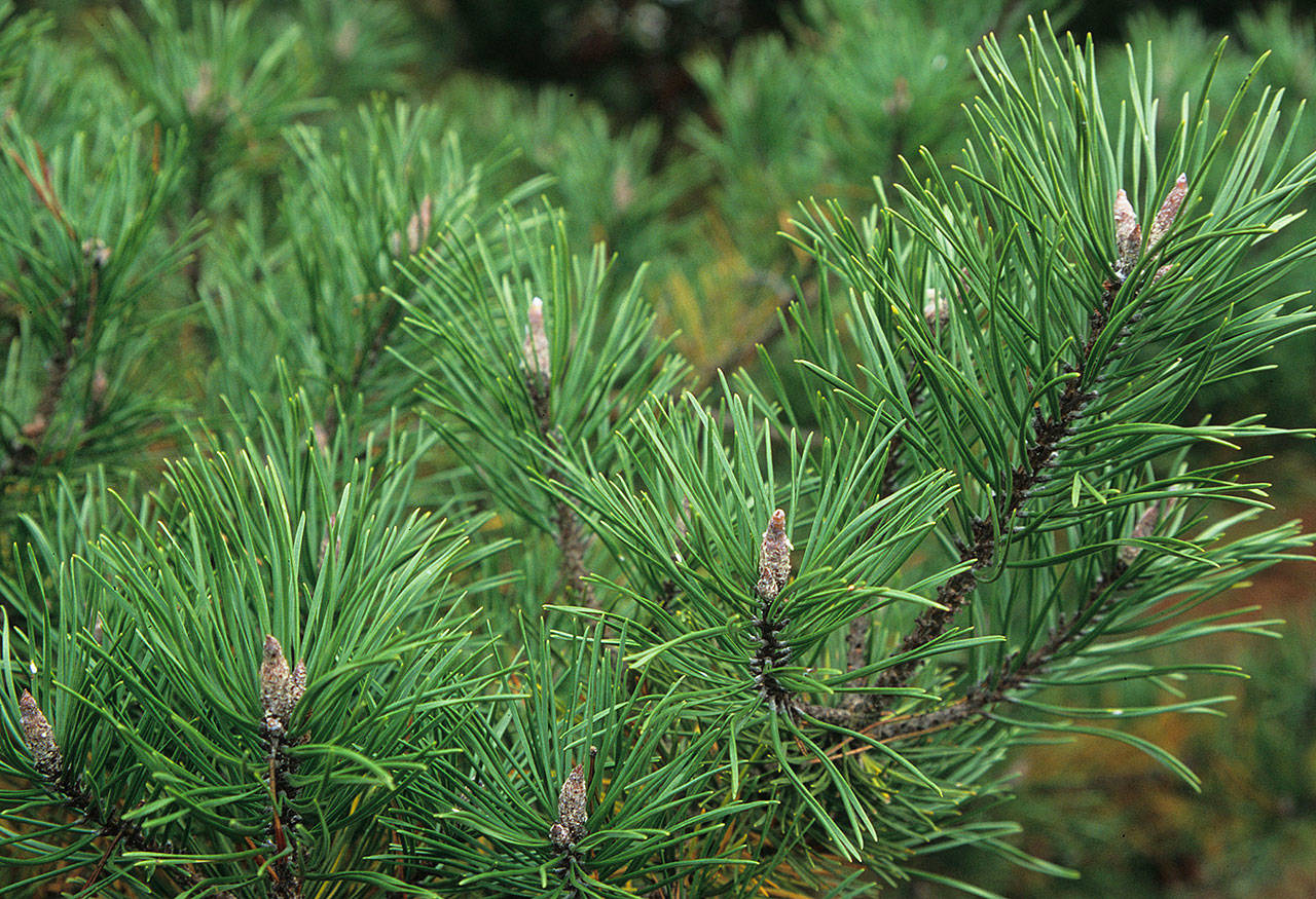 Shore pine responds well to pruning and can be shaped into twisted forms suitable for Japanese gardens or adding whimsy to any home. (Richie Steffen)