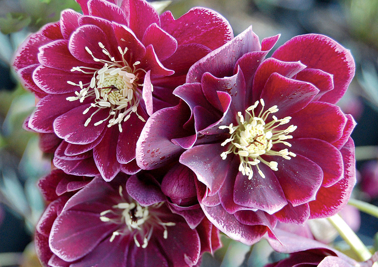 The amethyst-rose double flowers of Helleborous Winter Jewels “Amethyst Gem” bloom in the late winter and early spring. (Photo courtesy of Terra Nova Nurseries)