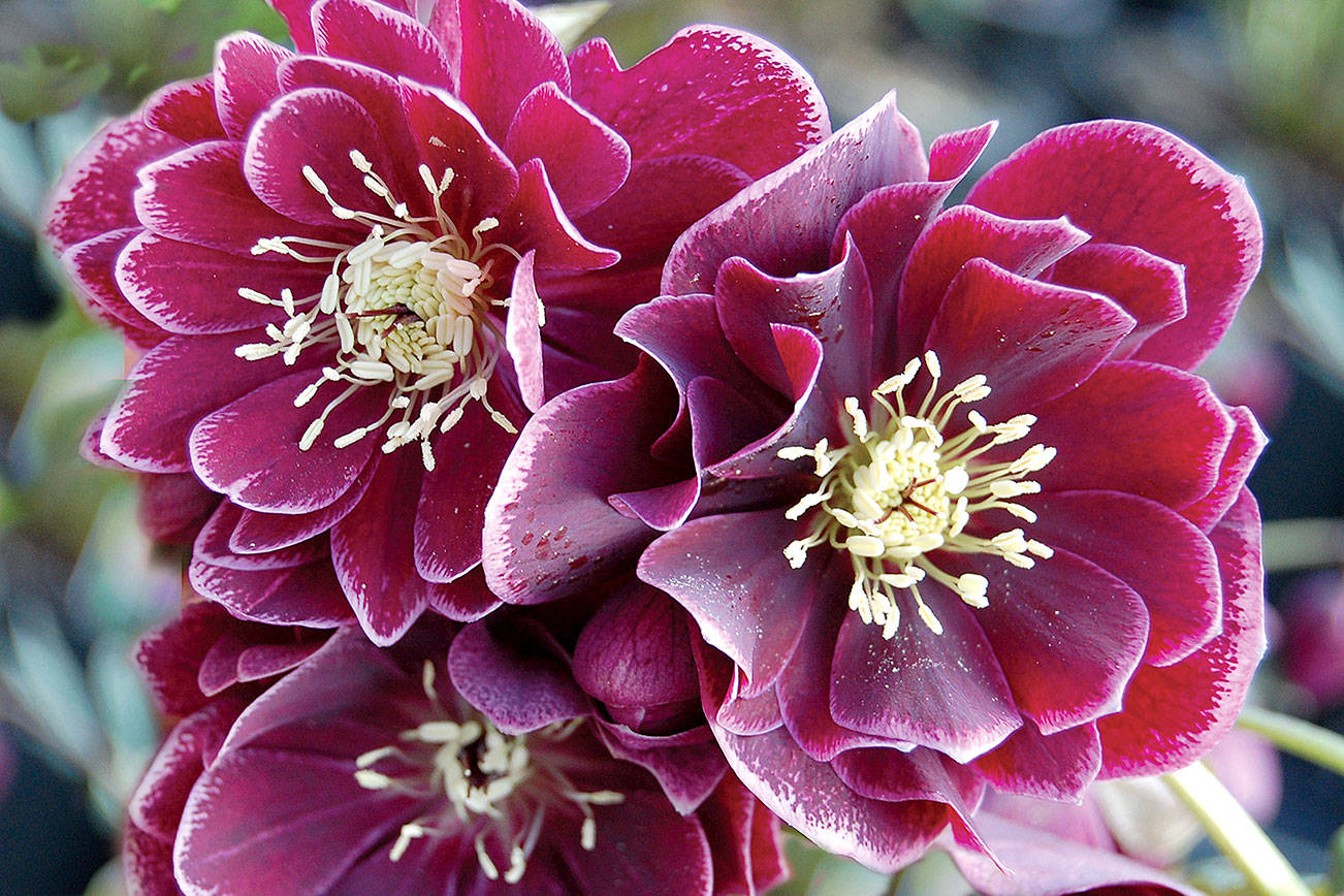 Take a closer look: Winter gardens share gifts in subtle way