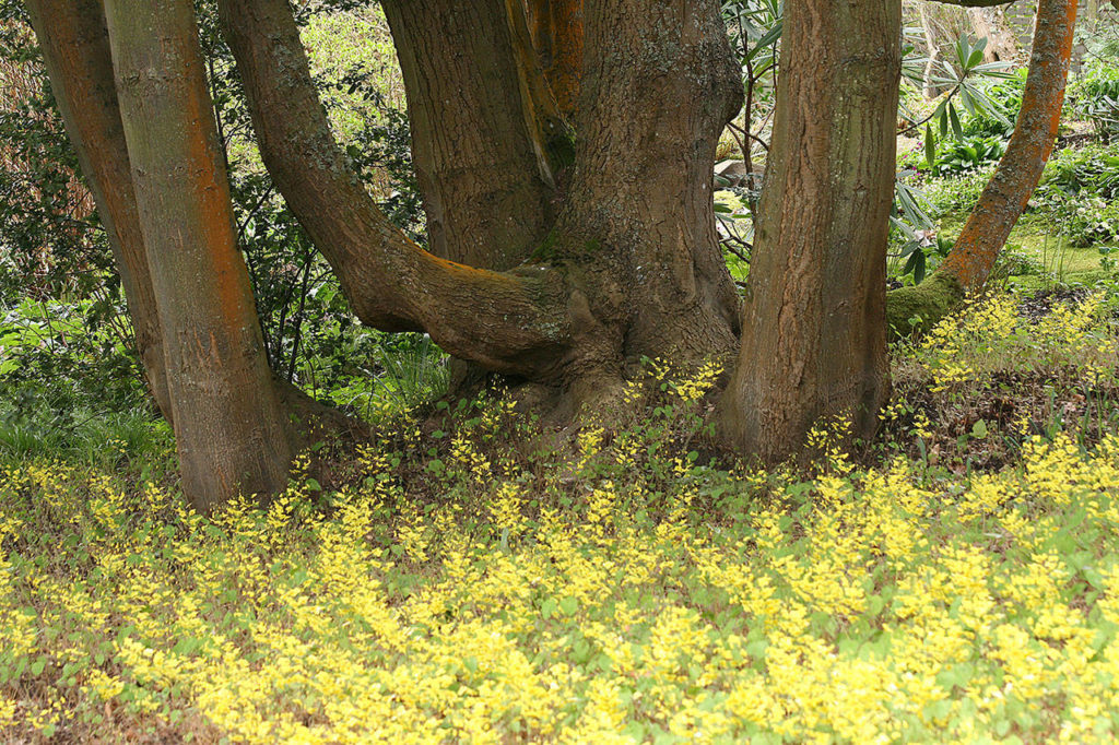 Epimedium x perralchicum makes an excellent groundcover, filling an area so densely that it prevents weeds from becoming established. (Photo by Richie Stephen)
