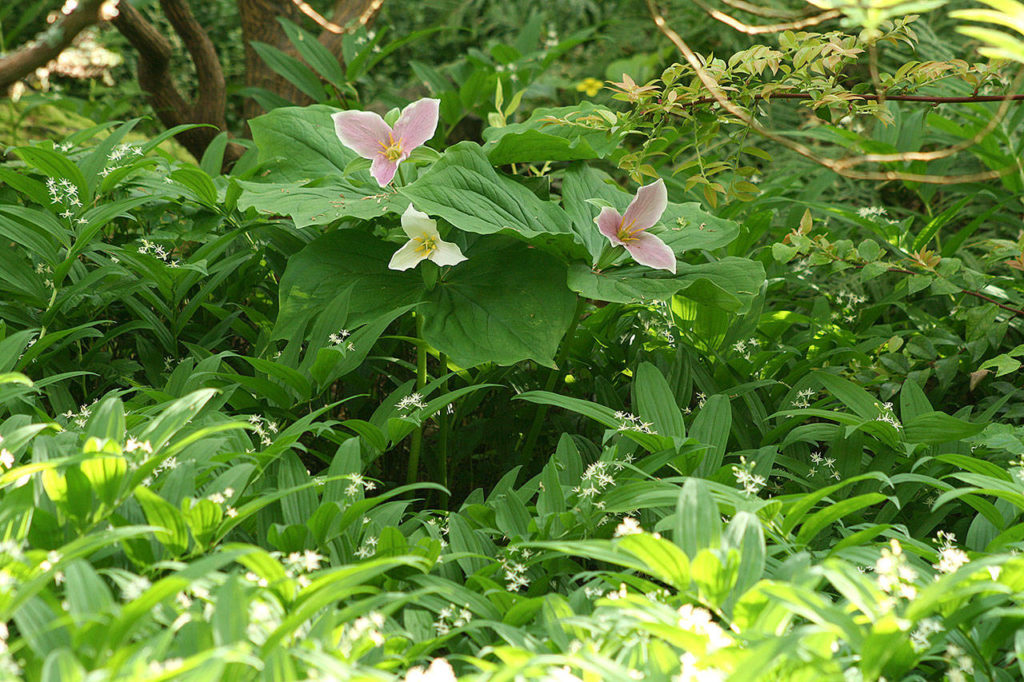 Dainty white flowers appear in spring on trillium ovatum. (Photo by Richie Stephen)
