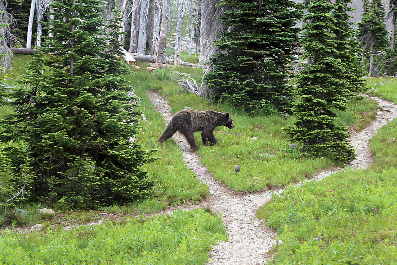A grizzly bear walks through a backcountry campsite in Montana’s Glacier National Park. (Doug Kelley/The Spokesman-Review via AP, File)