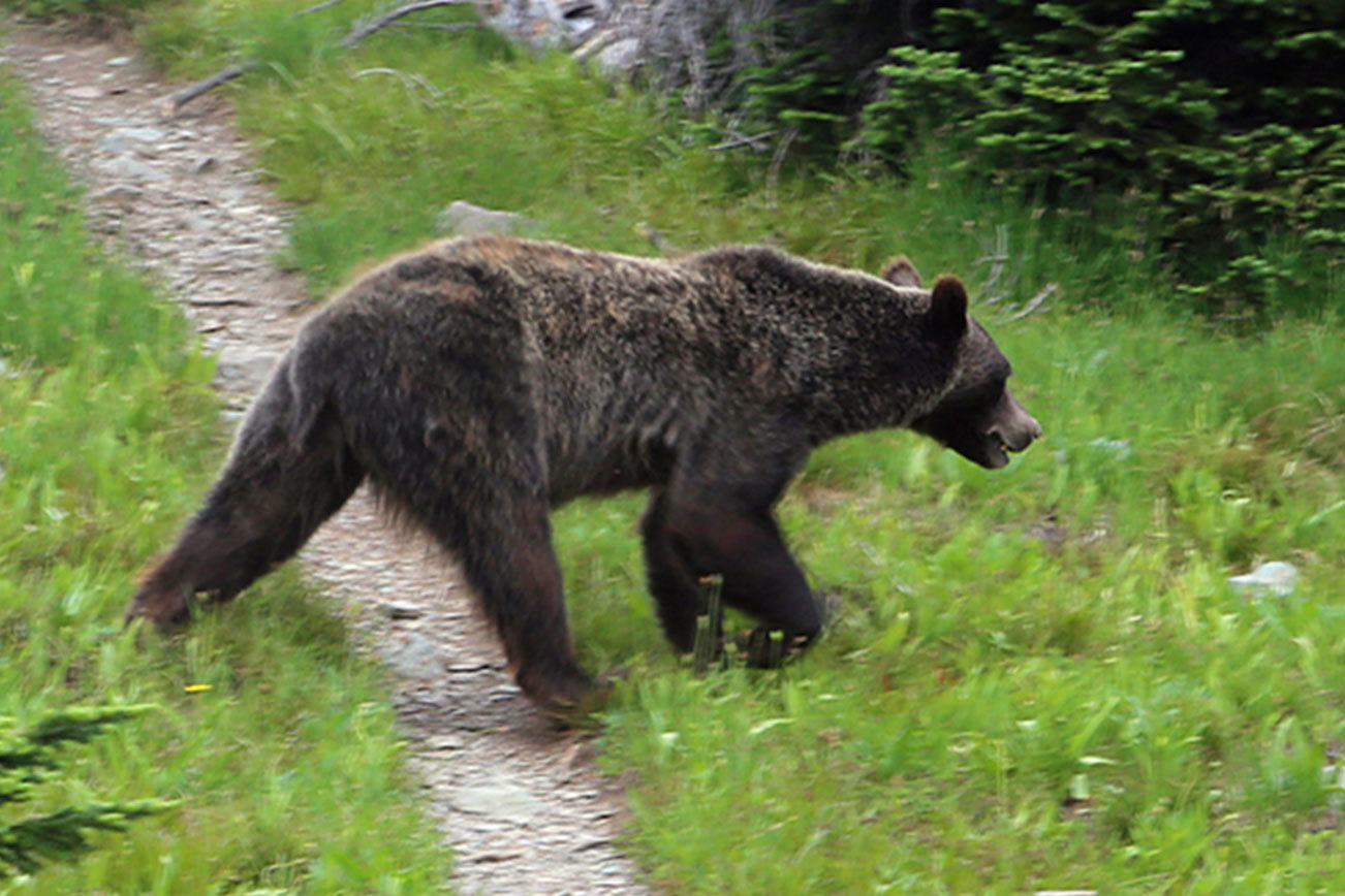 Trump administration halts work on Cascades grizzly plan