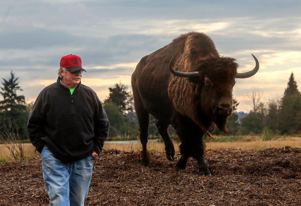 Paul Brandal, 64, walks with his 25-year-old bison, “Wobble,” across a portion of his 70-acre farm between Ebey Slough and Sunnyside Boulevard Oct. 16. “He just knows me,” Brandle says of the 1,800-pound animal. “He follows me around like a puppy.” (Dan Bates / The Herald)