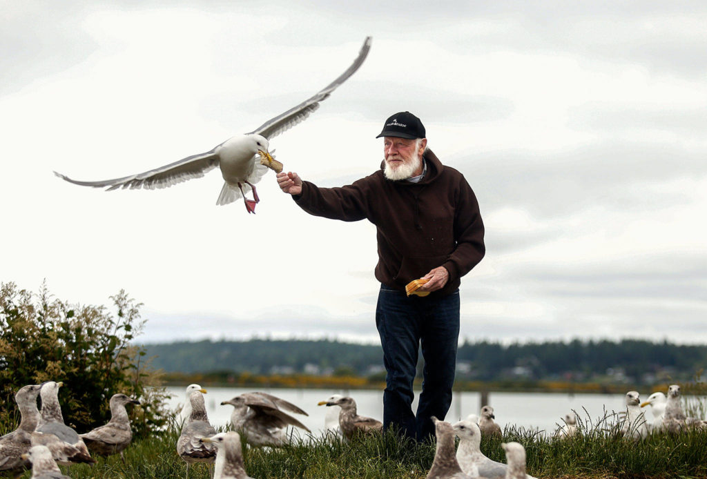Patrick Cooper, 74, lets a large, dominant gull take a slice of bread from his hand while dozens more are gathered around him the morning of June 1, along the Snohomish River in Everett. (Dan Bates / The Herald) 
