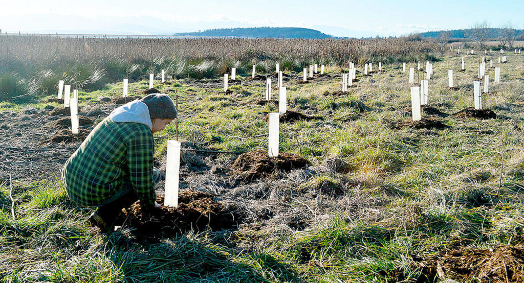 Kyle Ostermick-Durkee flattens mulch around newly planted shrubs near Crockett Lake. (Laura Guido / Whidbey News-Times)
