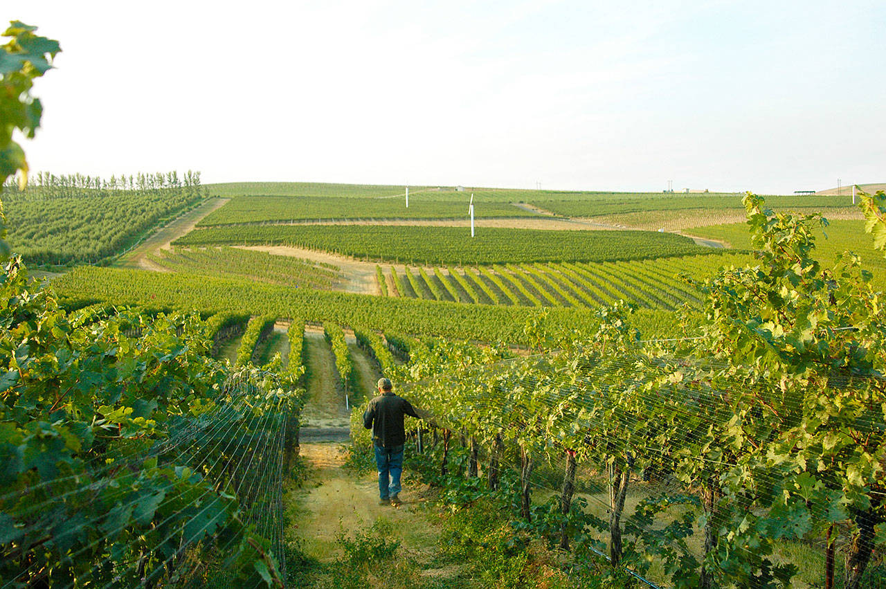 Pepper Bridge Vineyard was established in 1991 just north of the Washington-Oregon stateline in the Walla Walla Valley, and it contributes to some of the Northwest’s top red wines. (Photo courtesy of Pepper Bridge Winery)
