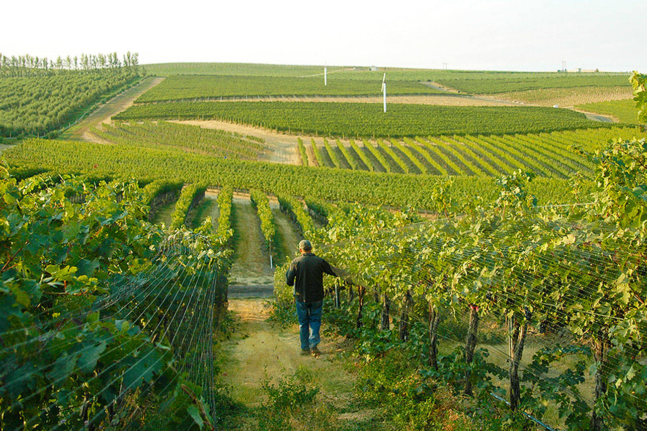 A red wine state, Washington continues to focus on blends
