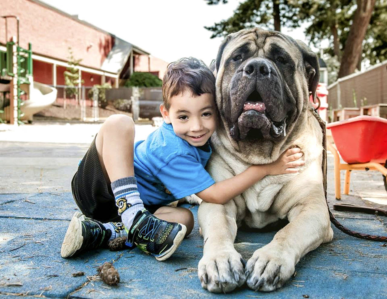 Sherman the Therapy Dog and friend. (Erika Renae Photography)