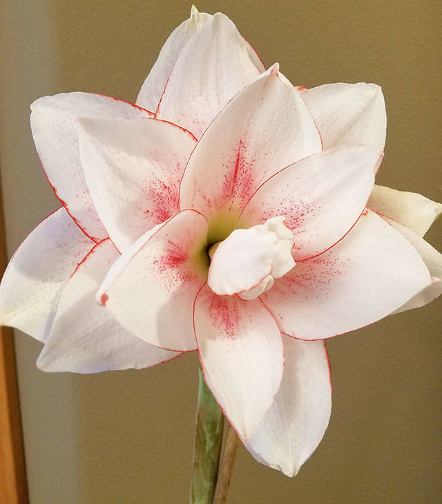 “Elvas” amaryllis is a double pink and white bulb flower that is easy to grow in indoor pots. (Sandra Schumacher)