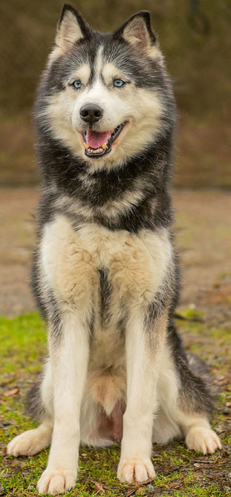 Larsen is a 7 year old husky that has lived outside only. He will need secure husky fencing with a roof on it when left alone. Larsen will need a meet and greet with any resident dogs but they will need to be at least his size. This active fellow will make a great hiking buddy. Larsen will need a feline and critter free home. (Curt Story/Everett Animal Shelter)
