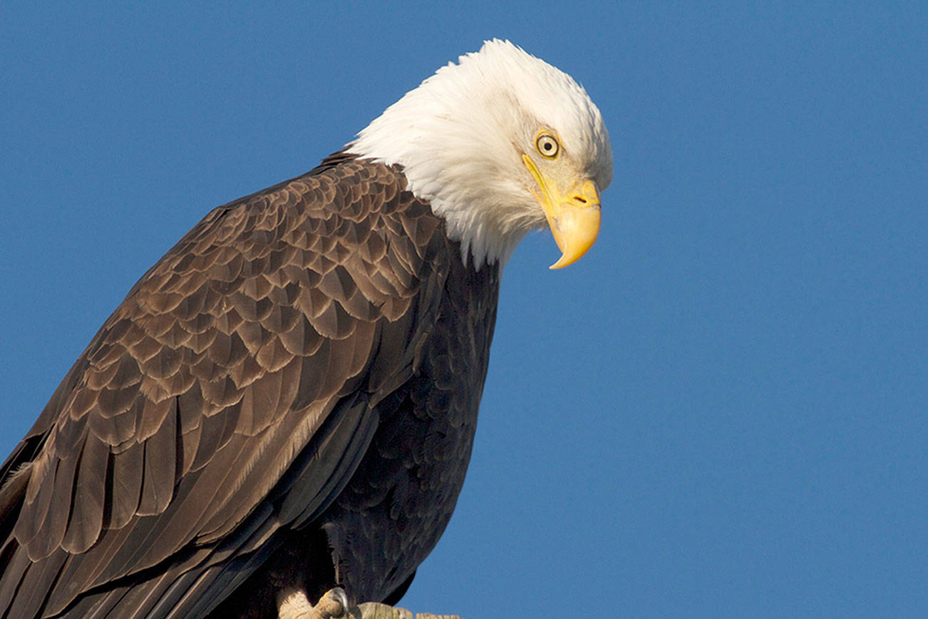 Bald eagle no longer listed as ‘sensitive species’ in the state