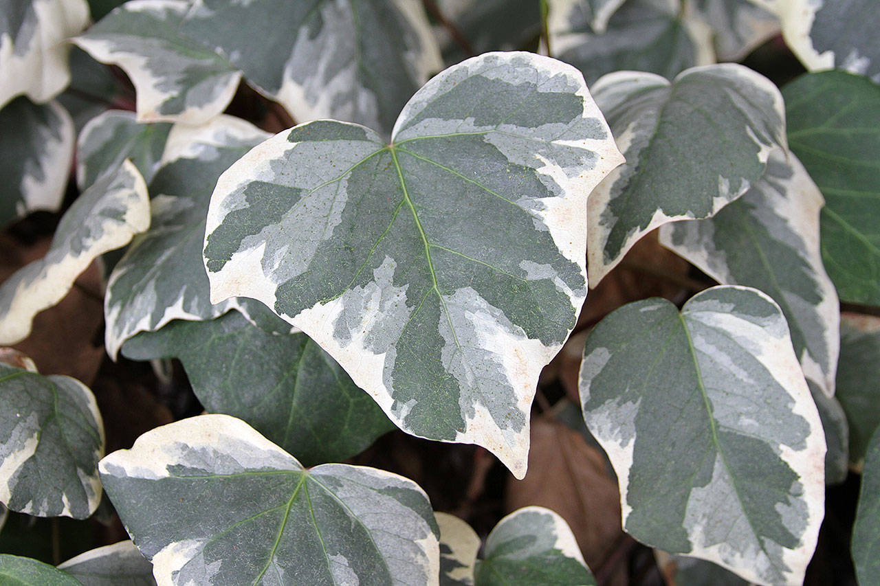 Variegated glossy green foliage and deep red leaf stalks make “Gloire de Marengo” an attractive groundcover. (Monrovia)
